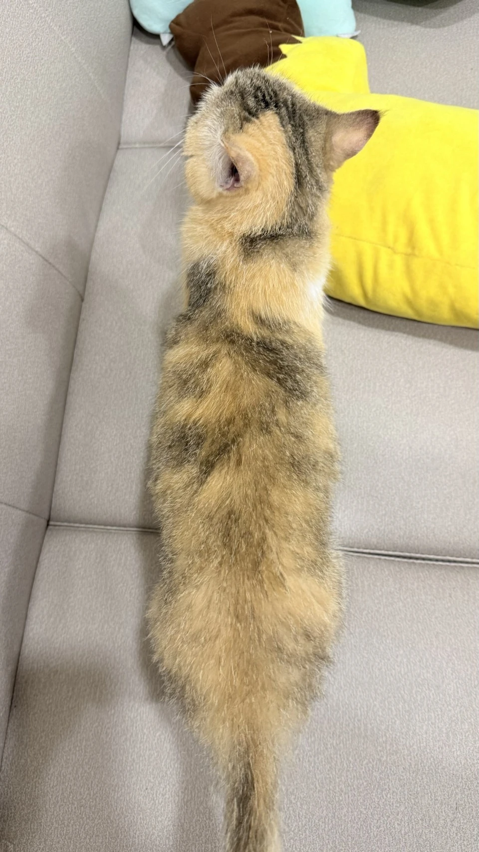 圓圓 試吃後