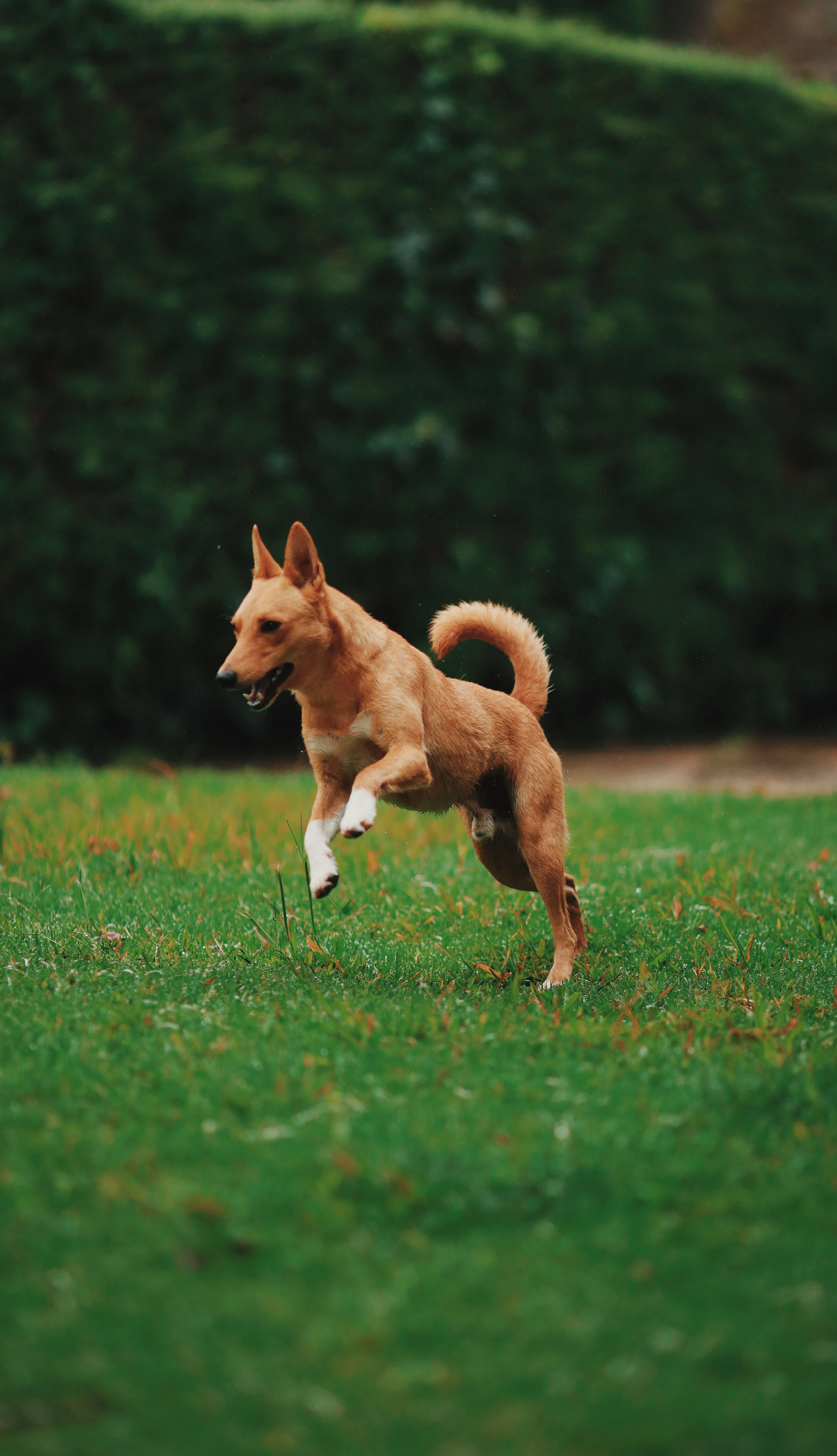 在戶外奔跑的犬隻
