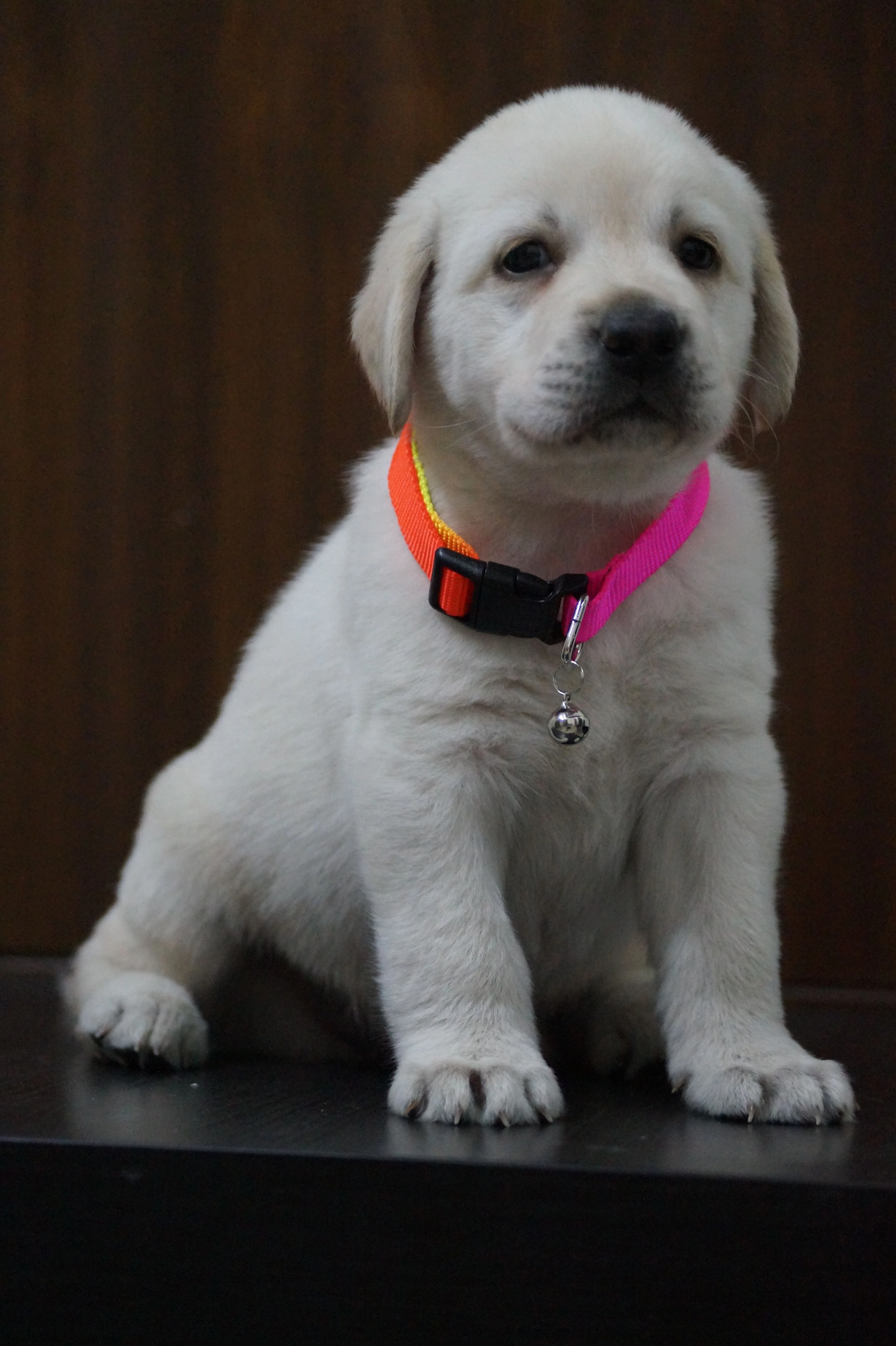 犬貓肌少症是什麼？肌肉狀況評分 MCS 四級觸診判讀｜照書養
