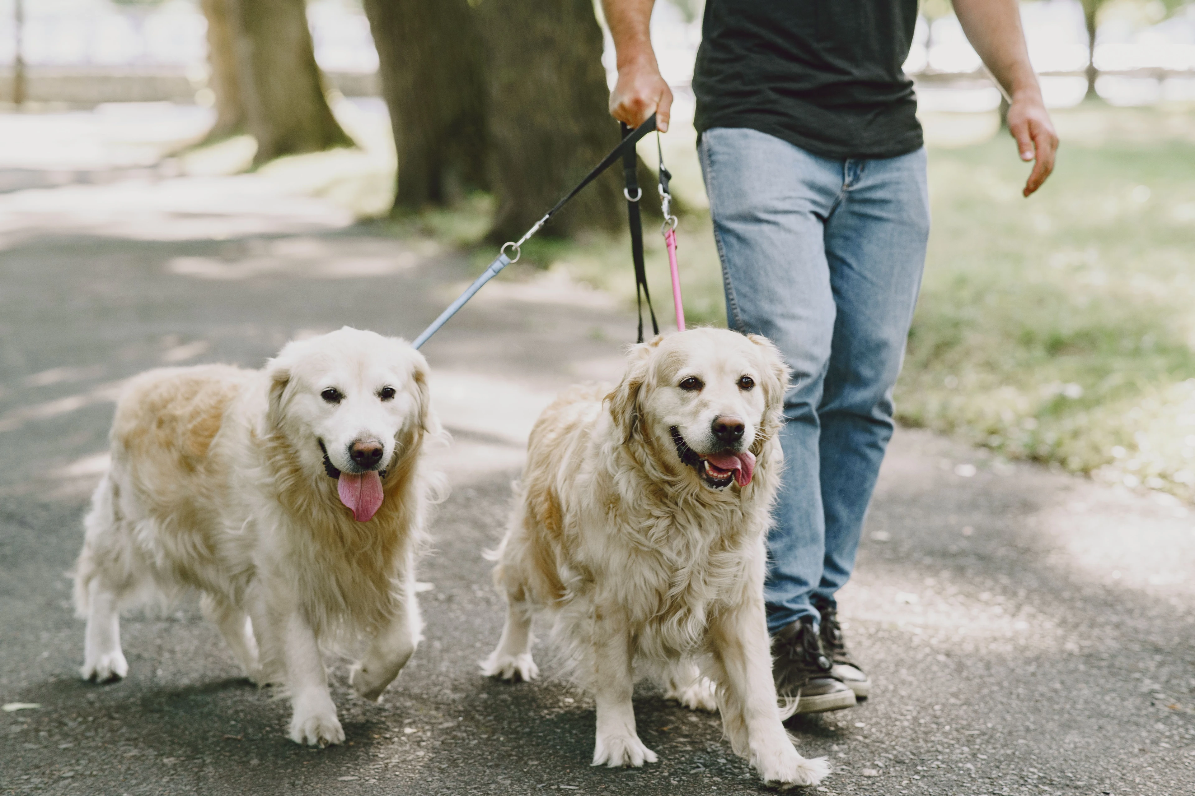 飼主帶領犬隻進行規律緩和的戶外散步
