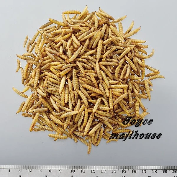 GEX 棕櫚果味鈣蟲