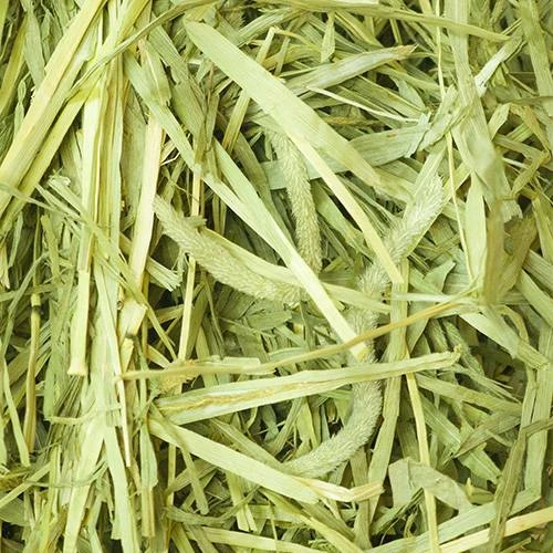 PM 美國高纖牧草 提摩西一割/提摩西二割/果園草  2kg