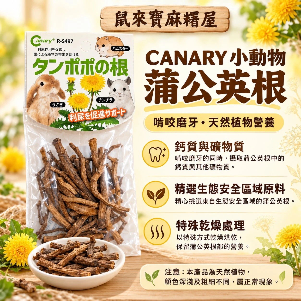 CANARY小動物 蒲公英根