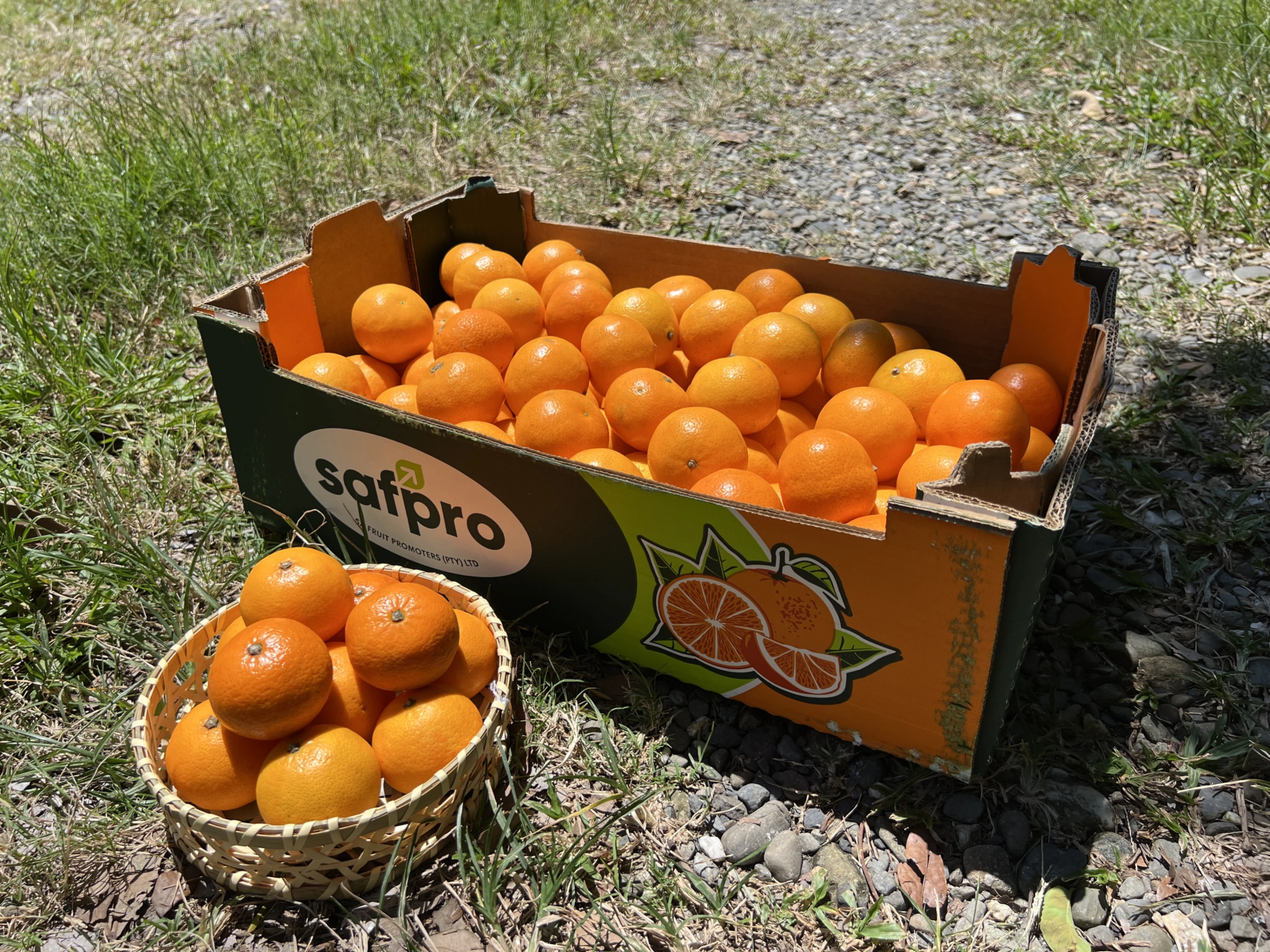 南非小蜜柑
