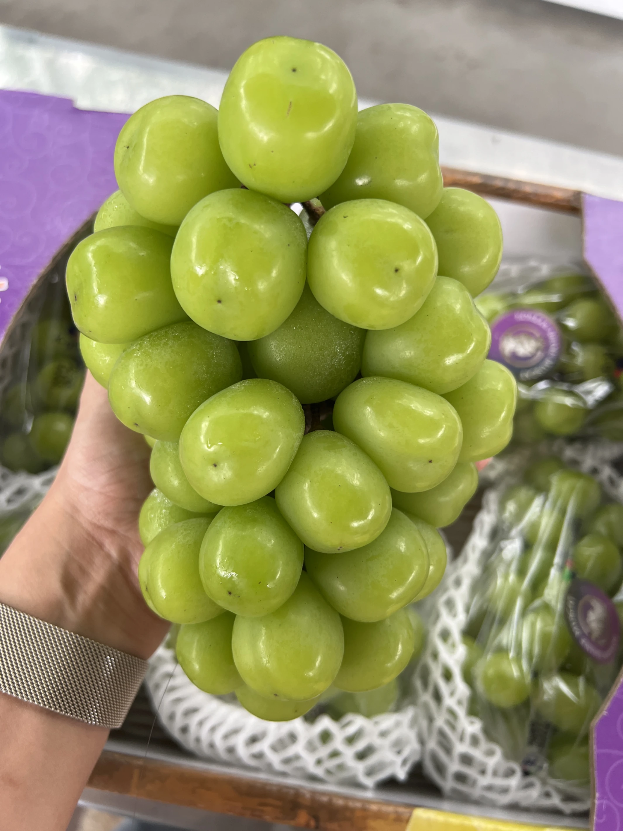 韓國麝香葡萄