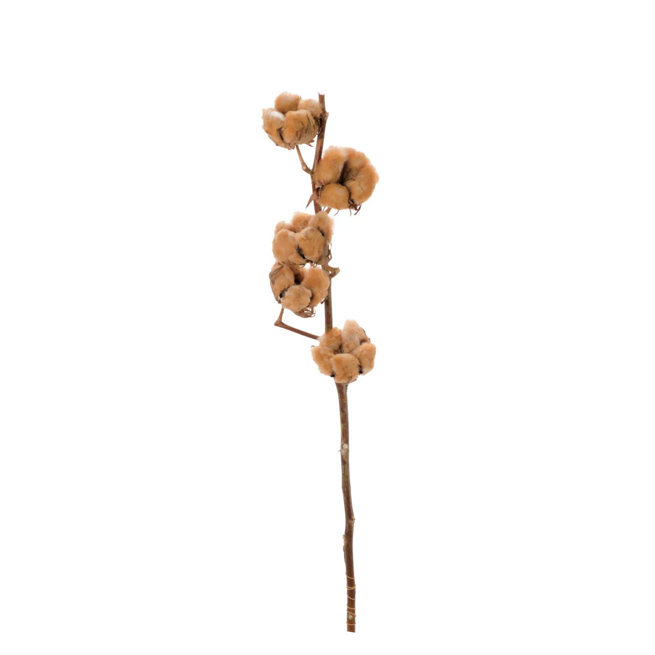 DE-17179 泰迪熊棉花枝條