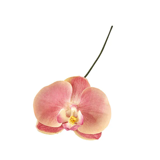 FW-90184-006 蝴蝶蘭 橘粉混色