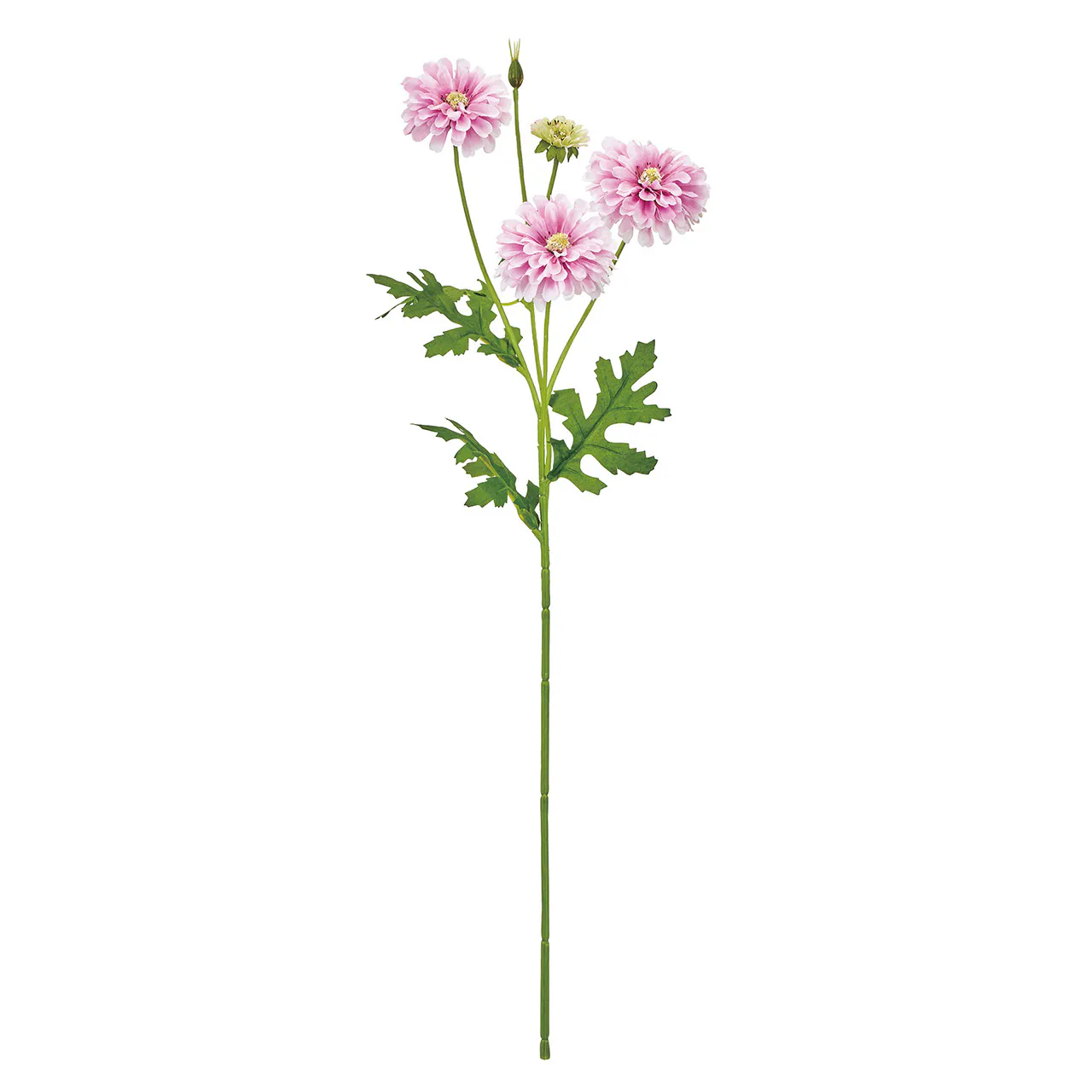 FM-955-050 重瓣小雛菊 粉