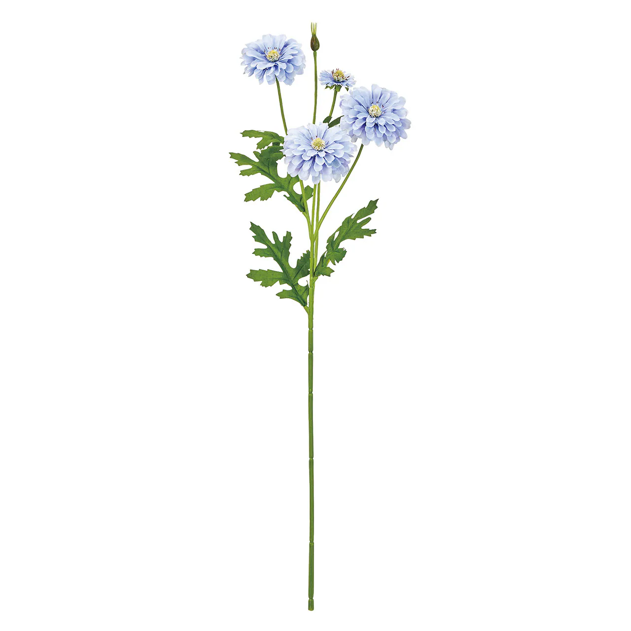 FM-955-005 重瓣小雛菊 藍紫
