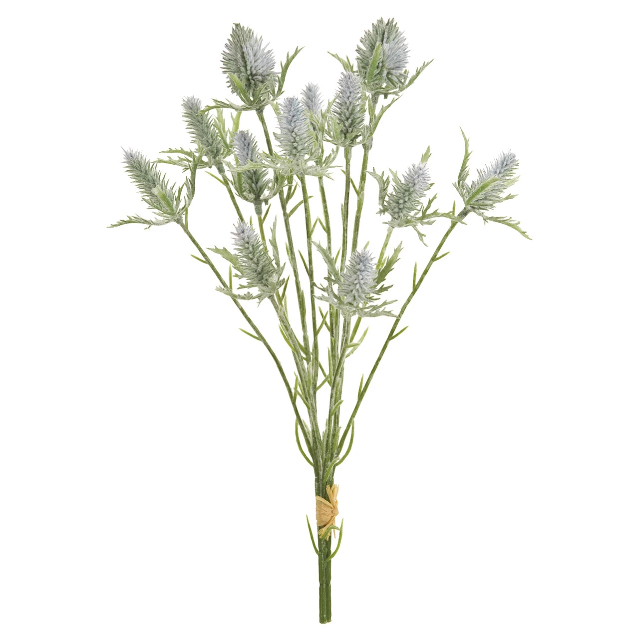 FM-9153-005 扁葉刺芹 淺藍
