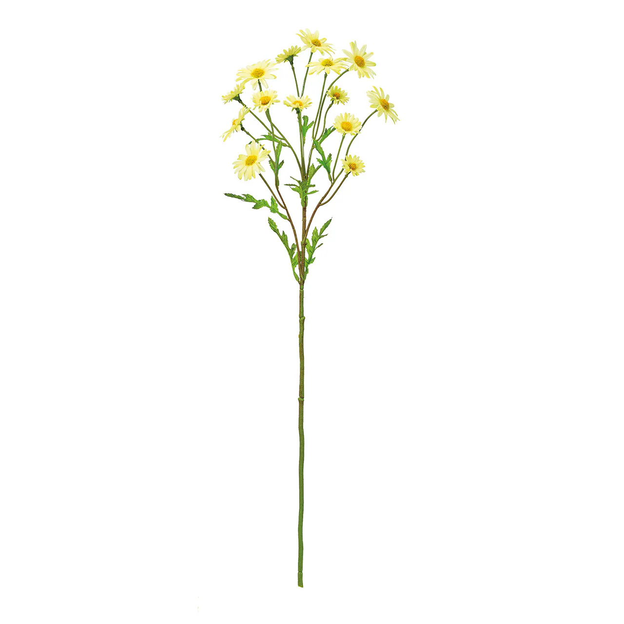 FM-693-004 多頭小雛菊 黃