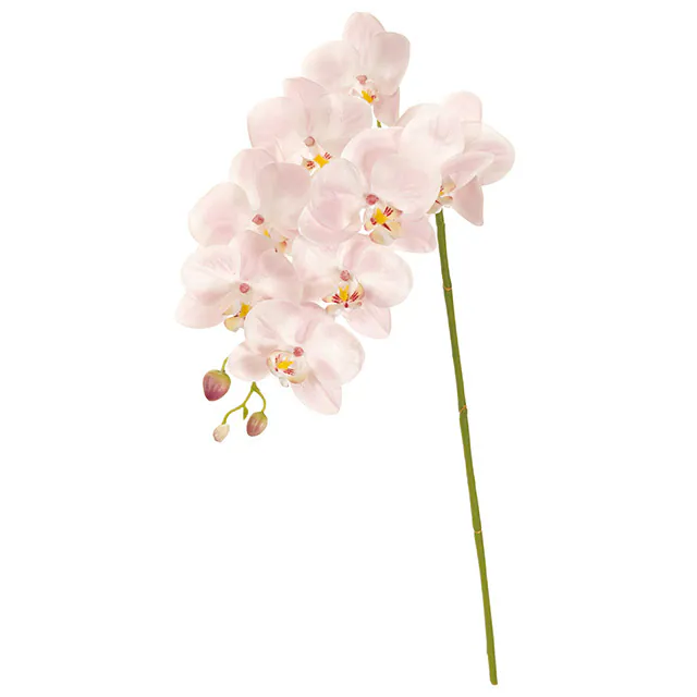 FM-301-002 九頭蝴蝶蘭 粉紅