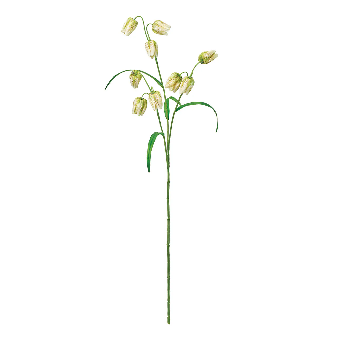 FM-3003 斑點花貝母 萊姆綠