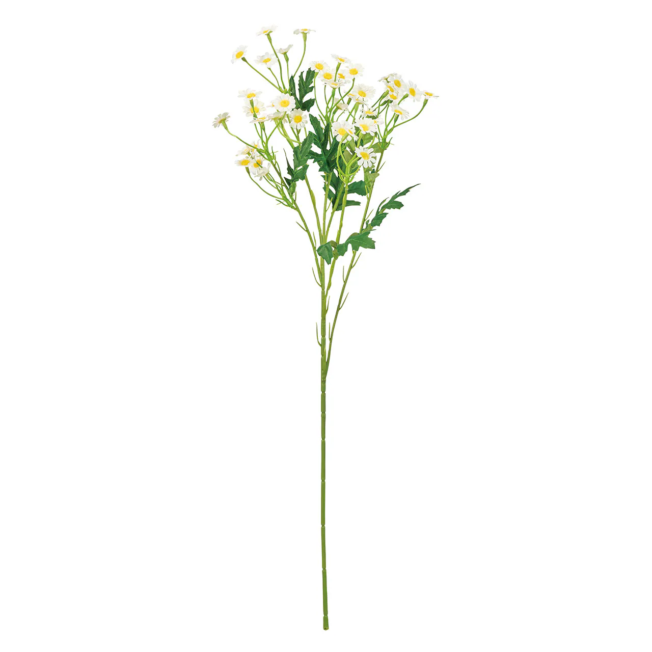 FM-226-001 迷你多頭小雛菊 白