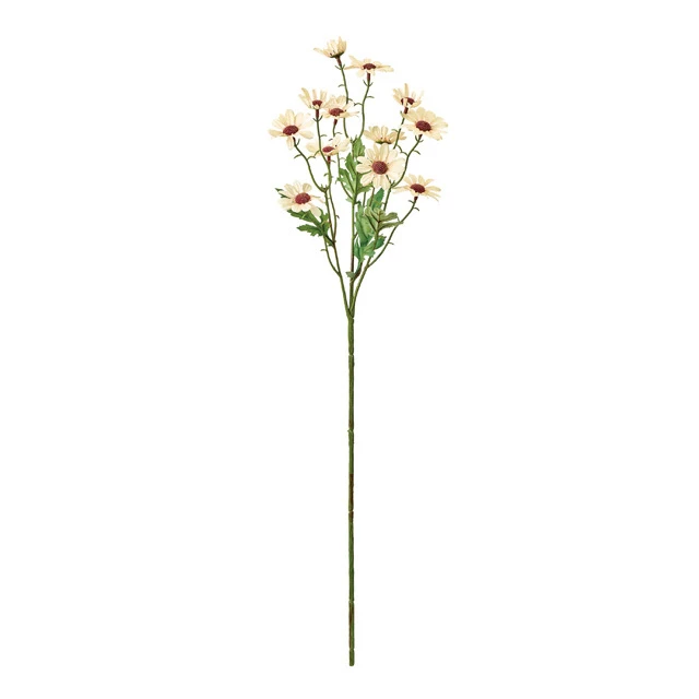 FM-1961-037 波斯菊 奶油白