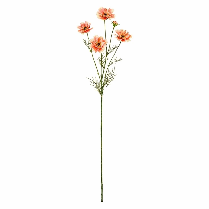 FM-1820-006 黃花波斯菊 蜜桃