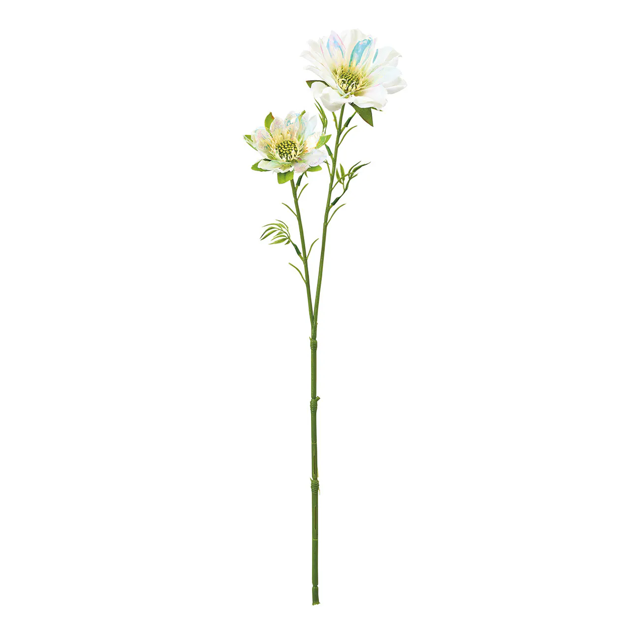 FM-1673-001 極光大麗花 奶油