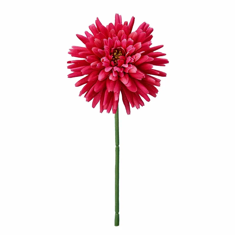 FM-1655-016 重瓣非洲菊 深粉