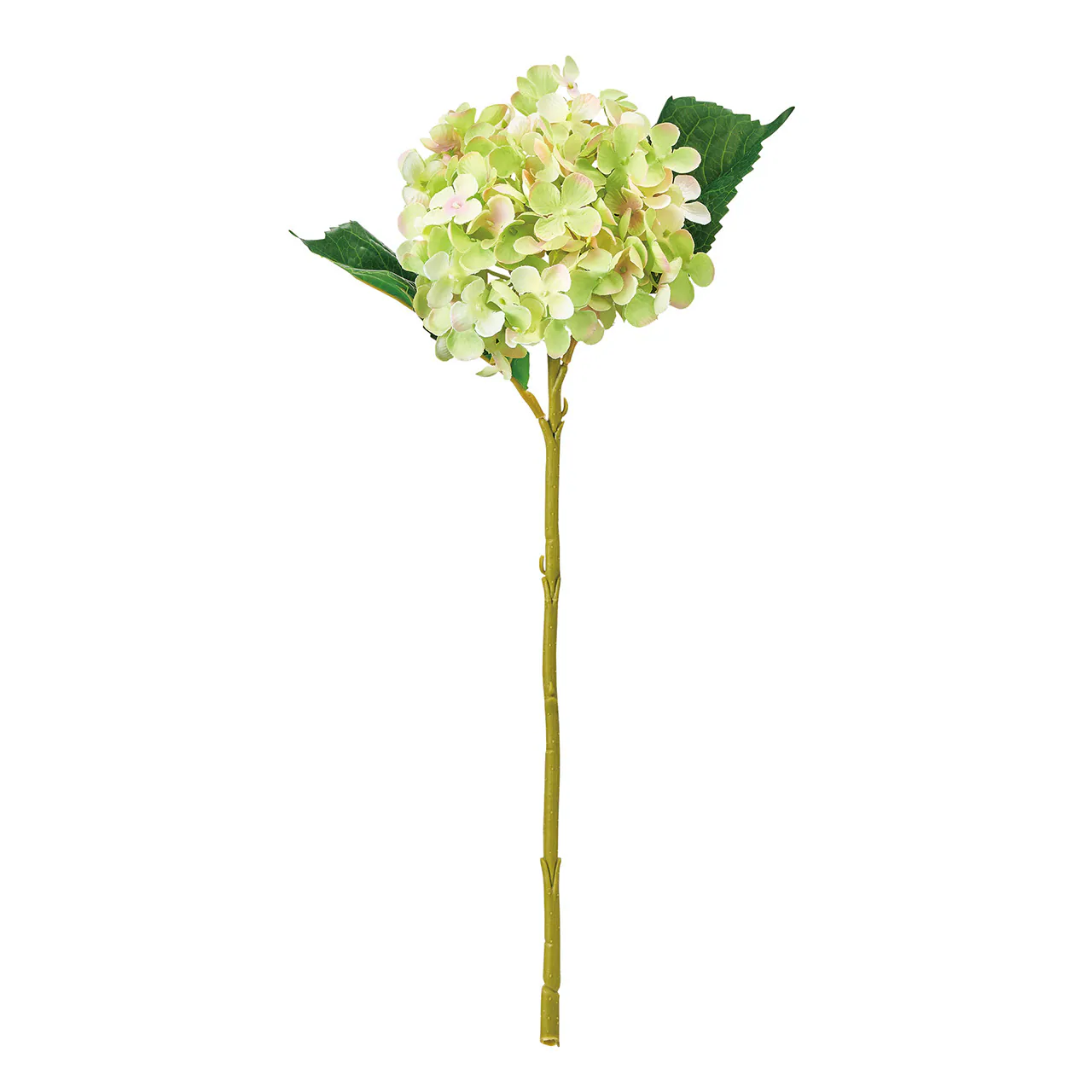 FM-1207-125 漸層四葉繡球花 奧勒岡粉