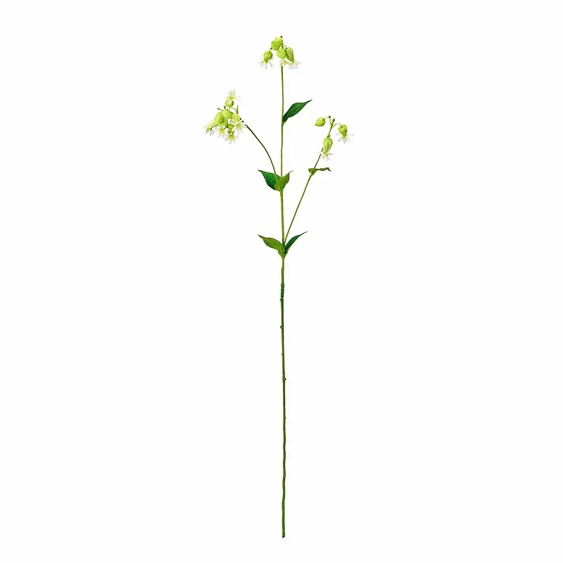 FM-1158 綠鈴鐺花