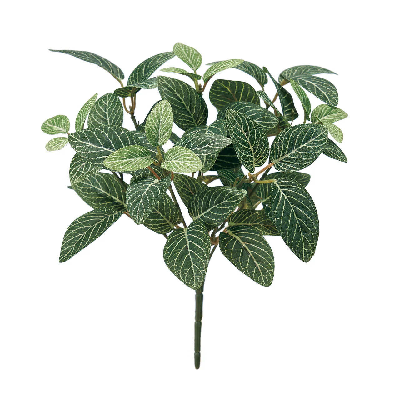 FG-6331 網紋草短枝 綠
