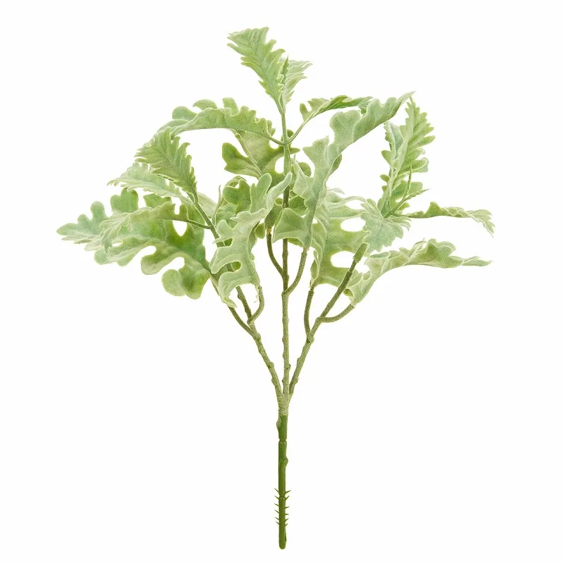 FG-188 銀葉菊 絨毛綠