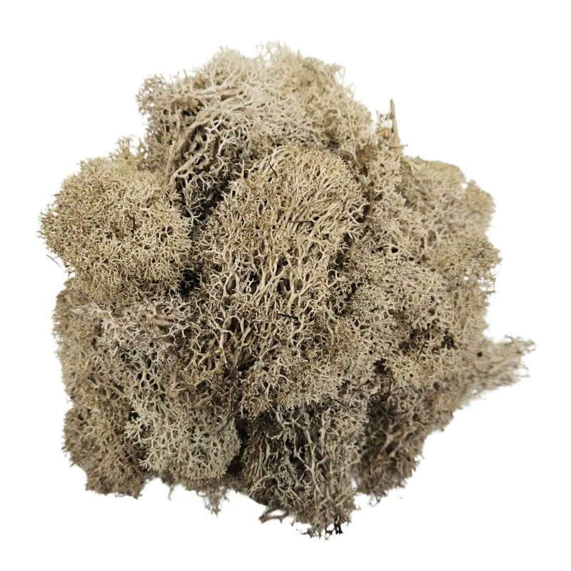 L-6155-088 不凋馴鹿苔蘚-迷你 天然棕