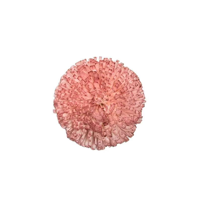 L-3814-847 索拉乒乓菊-小 伯爵茶