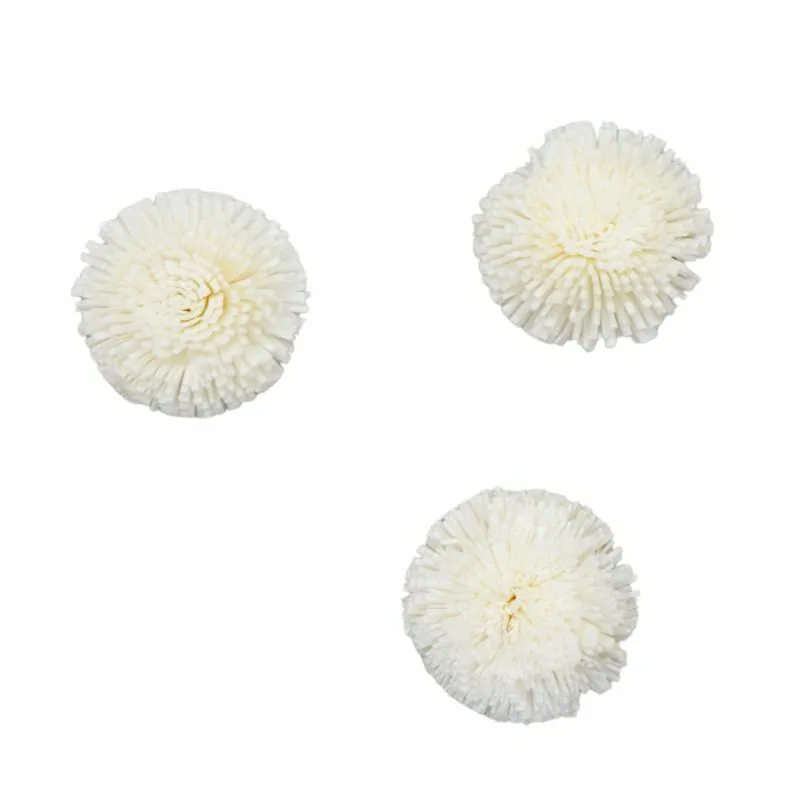 L-3814-010 索拉乒乓菊-小 白