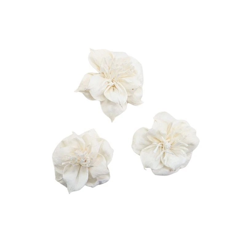 L-3504-010 索拉扶桑花-小 白