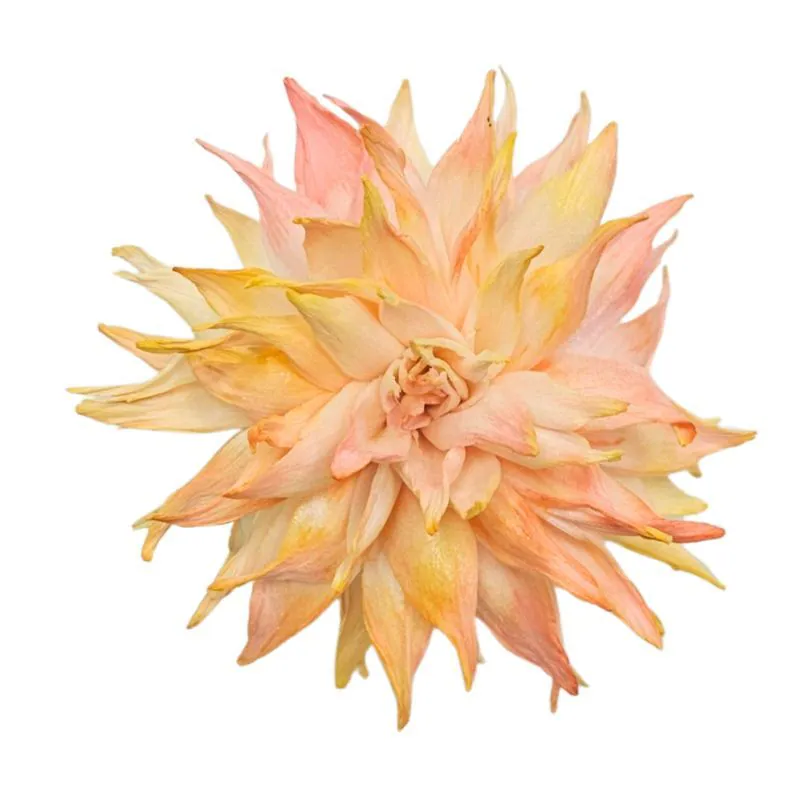 L-3417-336 索拉大理花(頂級漸層) 蜜桃薔薇