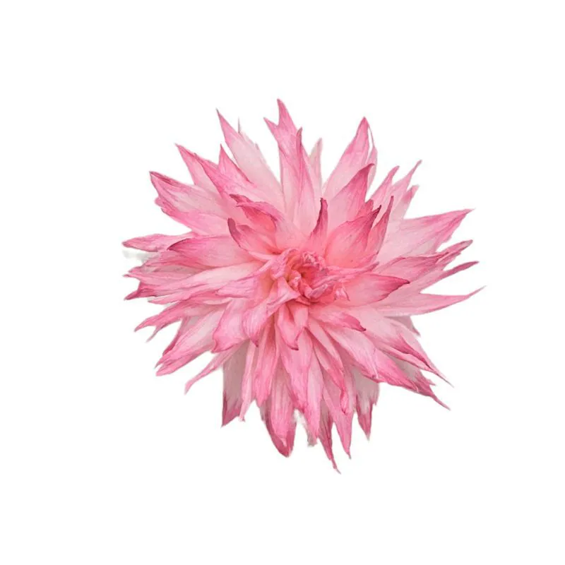 L-3406-221 索拉大理花 莓果粉