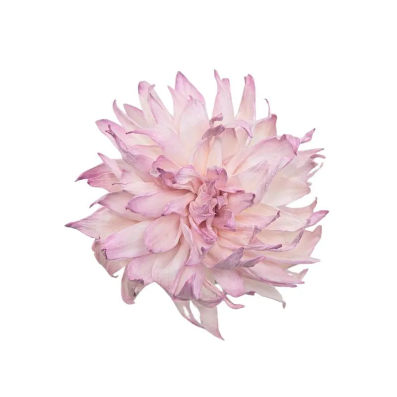 L-3406-174 索拉大理花 煙霧粉