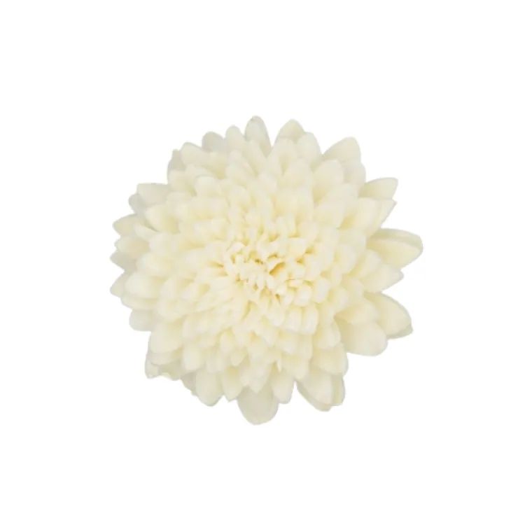L-3324-010 索拉尖葉菊-小 白