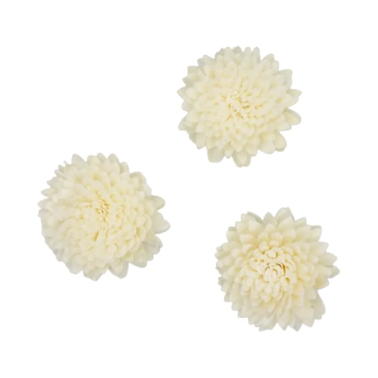 L-3324-010 索拉尖葉菊-小 白