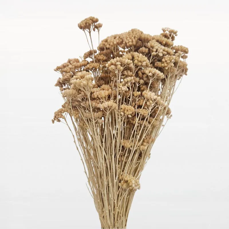 L-1121-884 蘭香草(中國產) 咖啡歐蕾
