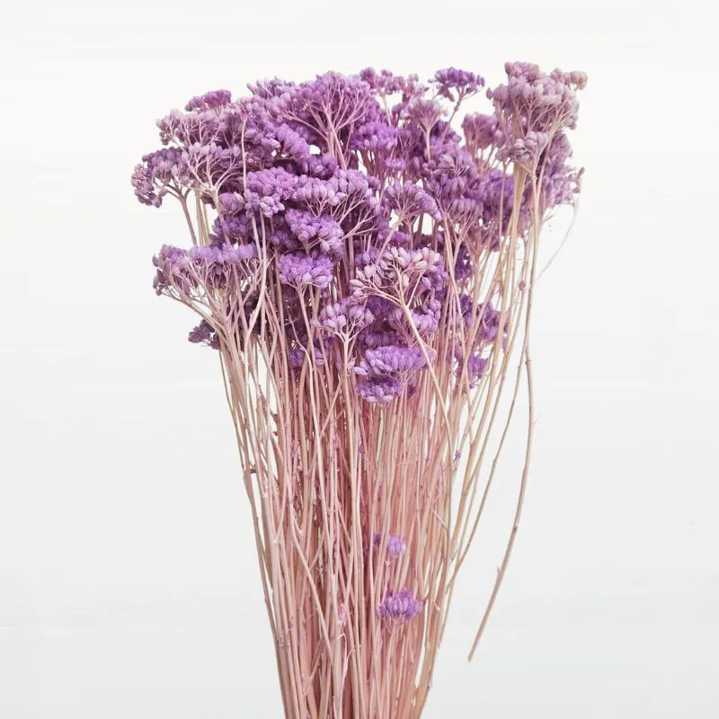 L-1121-411 蘭香草(中國產) 紫丁香