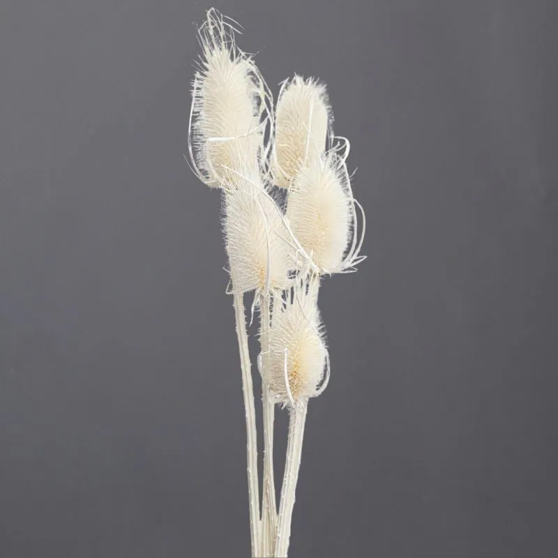 L-1010-011 大薊果(中國產) 白