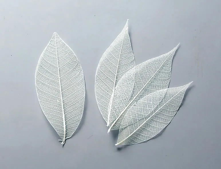 51493-011 迷你骨架葉-小 白