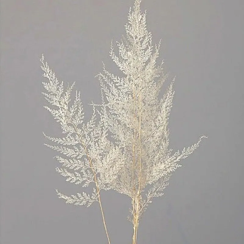 50350-011 蕾絲蕨 白