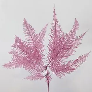 50296-281 芒萁 黑加侖