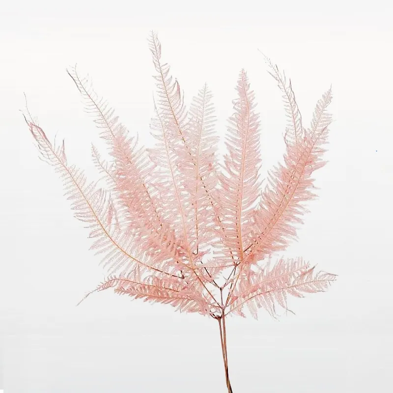 50296-081 芒萁 粉米褐
