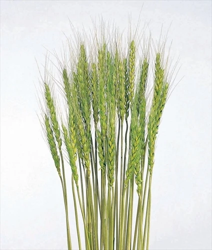 50080-770 小麥 嫩綠