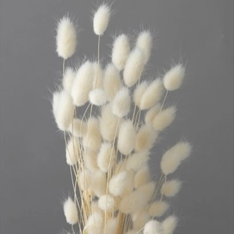 42060-011 迷你兔尾草 白