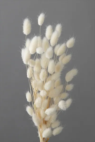 42060-011 迷你兔尾草 白