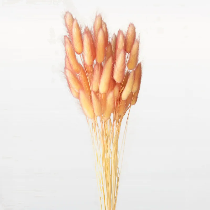 42055-512 兔尾草(雙色) 黃粉