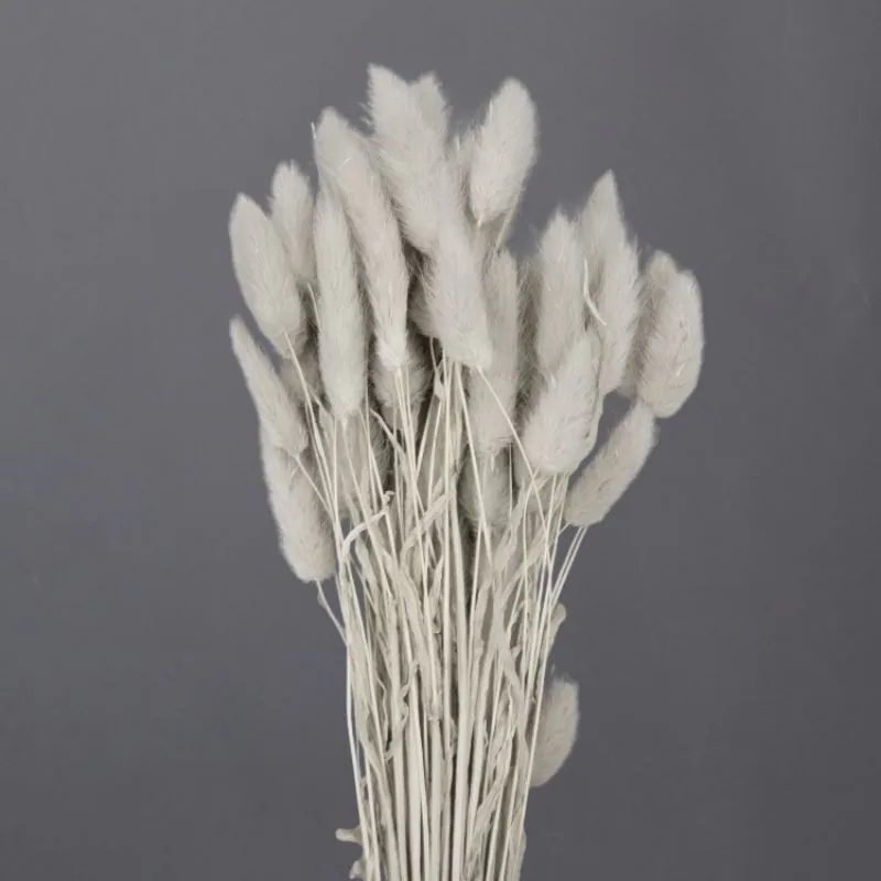 42050-871 兔尾草 珍珠灰