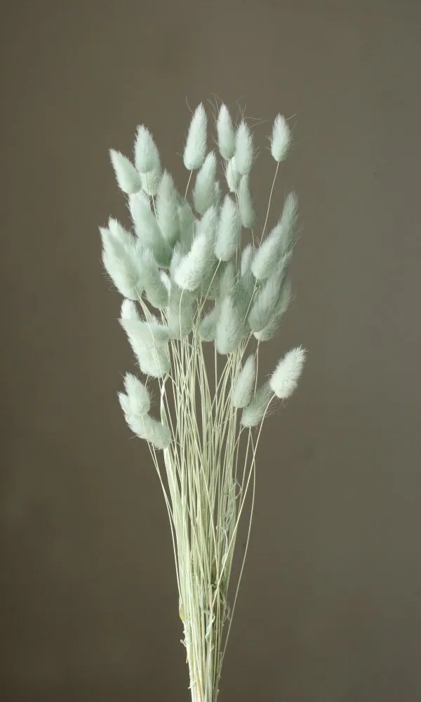 42050-761 兔尾草 鈷綠