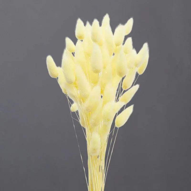 42050-511 兔尾草 奶油