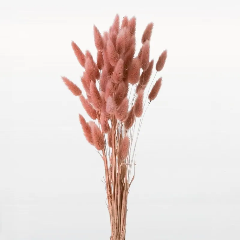 42050-170 兔尾草 天然粉